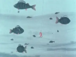 Lake Of Perch (1981)