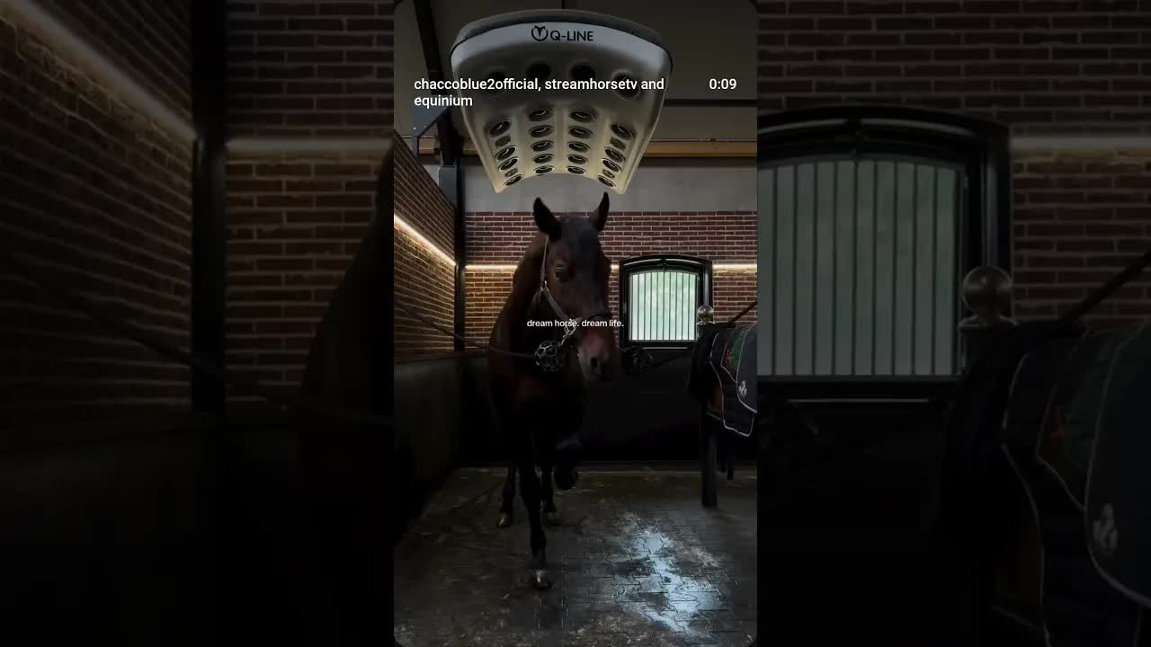 Life is short, breed your dream horse 💌