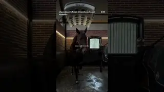 Life is short, breed your dream horse 💌