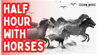 30 Minutes of Breathing Room: Let the Horses Handle Your Stress 🐴🌲