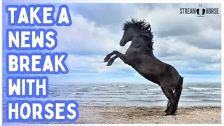 No Politics. Just Hooves. 🐎🌎 20 Minutes of Equine Therapy