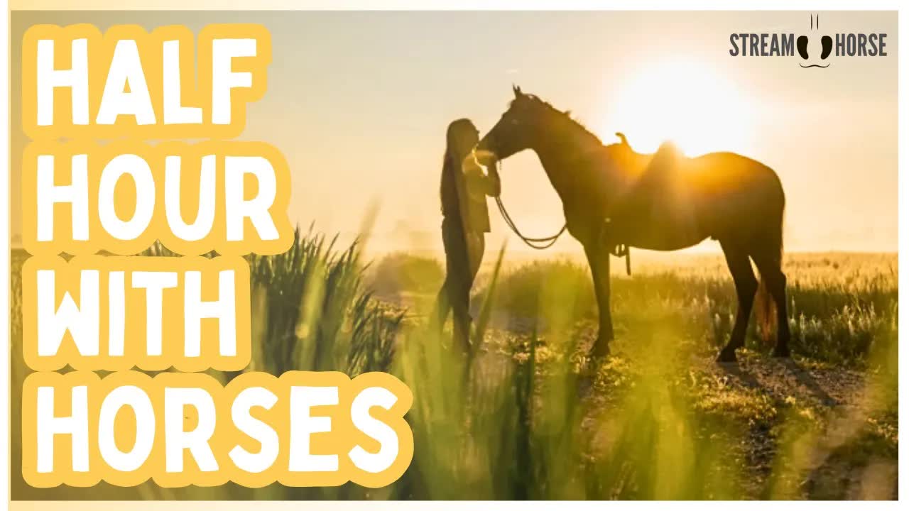 Relaxing Horse Sanctuary 🐎 30 Minutes of Peace (No News, No Politics, Nature Sounds)