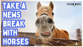 Take a Break from Politics & Let Joy Run Wild 🐎🌍 20 Minutes of Horses