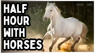 30 Minutes of Calming Horses 🐴🌿 The Ultimate News Detox & Anxiety Relief