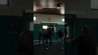 Is your mare ready? 💐🎠🔥