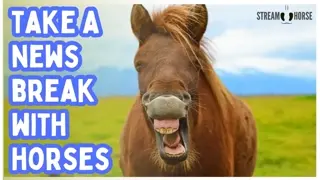 Relaxing Horse Compilation for Anxiety Relief 🐴 20 Mins of Calming Nature & Equine Joy