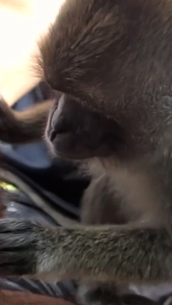 Discovering unexpected macaque monkey encounter in the wild