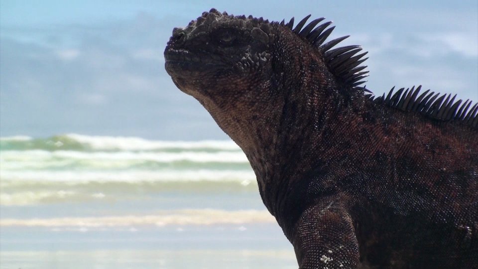 Witnessing marine iguanas in the wild Galapagos wilderness