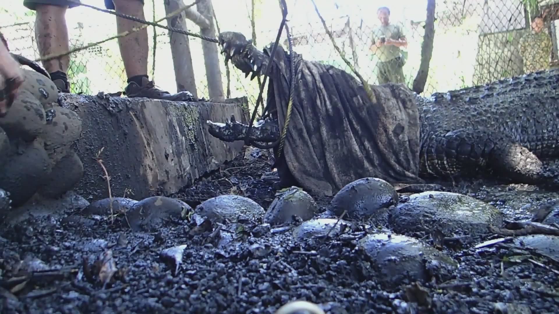 Witnessing massive crocodile release in Australian wilderness