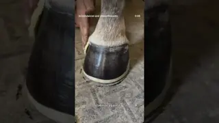 Canadian made & family run @hoofengineering provides smart, thoughtful hoof care products.