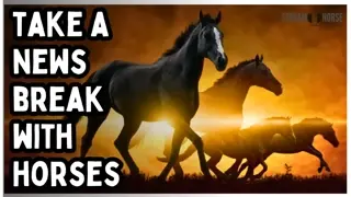 No News, Just Joy 🐎😁 Relaxing Horse Videos for Stress Relief (20 Minutes)