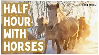 4K Relaxing Horse & Wildlife Compilation 30-Minute Nature Escape 🌎🐴🦓 Horses, Zebras, Donkeys