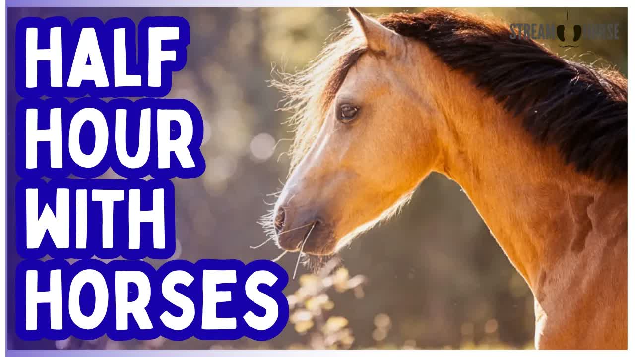 30 Min Relaxing Horse Video for Anxiety & Stress Relief 🐎🌳 Nature Therapy for Calm