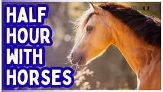 30 Min Relaxing Horse Video for Anxiety & Stress Relief 🐎🌳 Nature Therapy for Calm