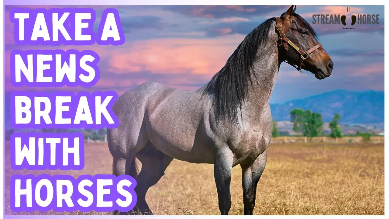 20 Minutes of Cute Horses & Funny Ponies 🌈🐴 Ultimate Relaxing Animal Compilation