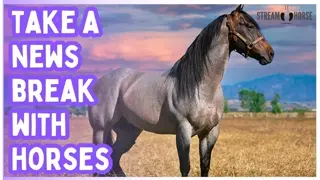 20 Minutes of Cute Horses & Funny Ponies 🌈🐴 Ultimate Relaxing Animal Compilation