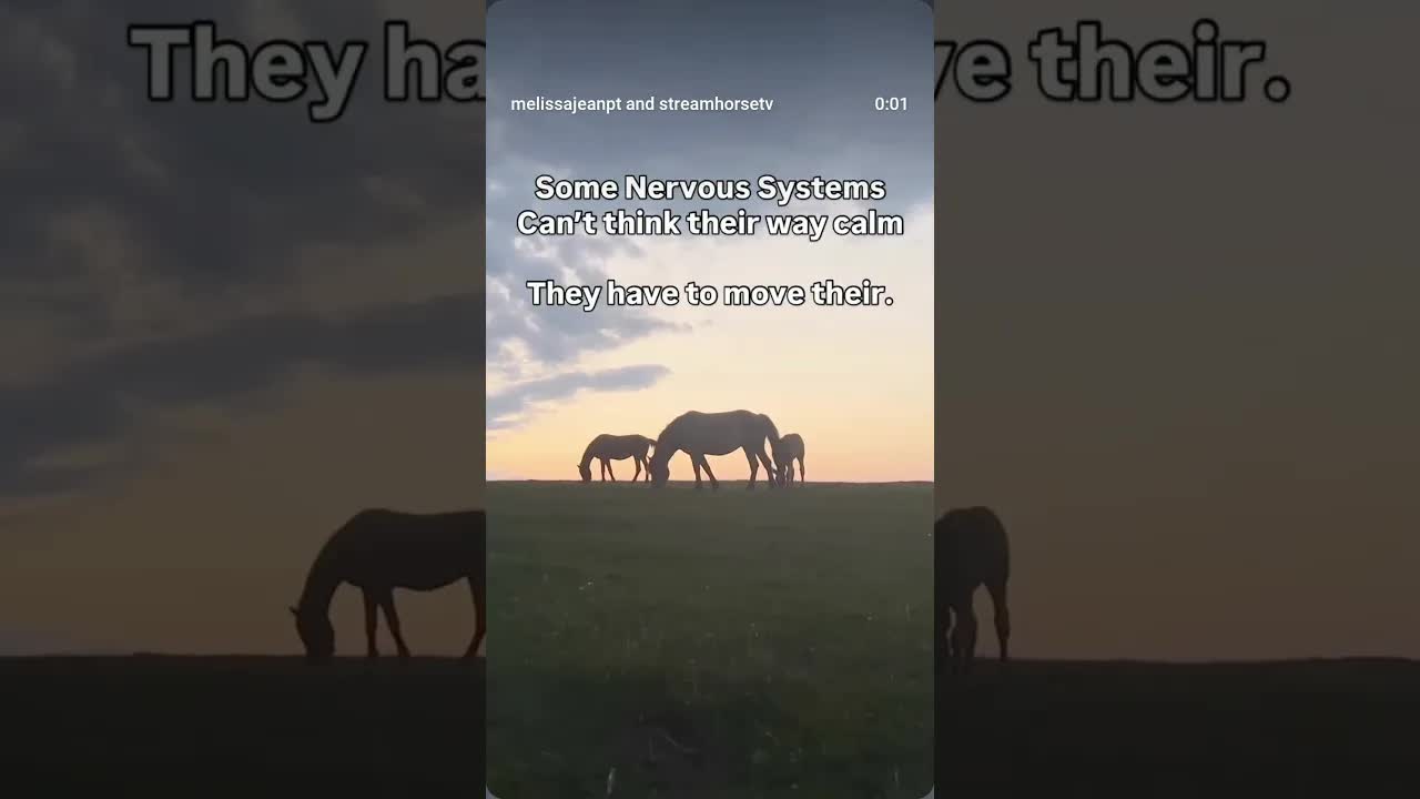 Watch any horse who feels safe. They are almost always moving — slowly, quietly, with purpose.