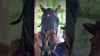 All the tools to keep your horses safe:Firehorse Rescue Kit 🔥