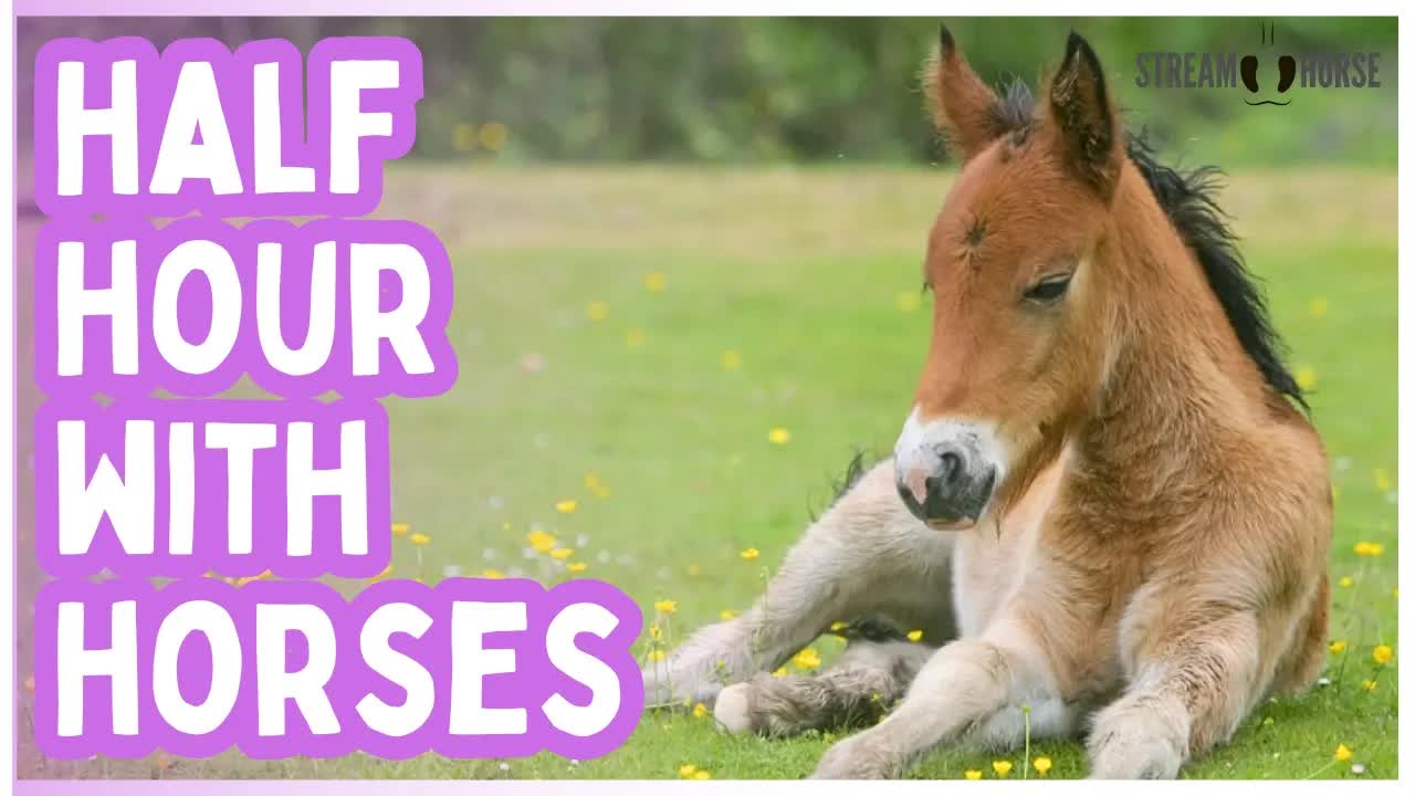 Equine Therapy for Stress Relief 🐴🥰 30 Minutes of Peaceful Nature & Calming Horses