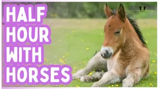 Equine Therapy for Stress Relief 🐴🥰 30 Minutes of Peaceful Nature & Calming Horses