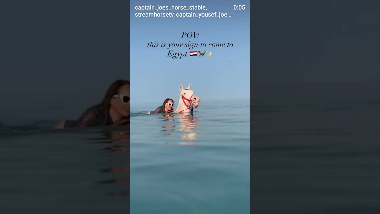 ‎‏🌊🐎 Swim with horses in the Red Sea 🇪🇬✨‎‏