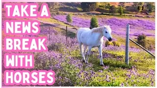 Funny Horse & Cute Pony Compilation 🐴✨ 20 Minutes of Wholesome Animal Moments for Stress Relief