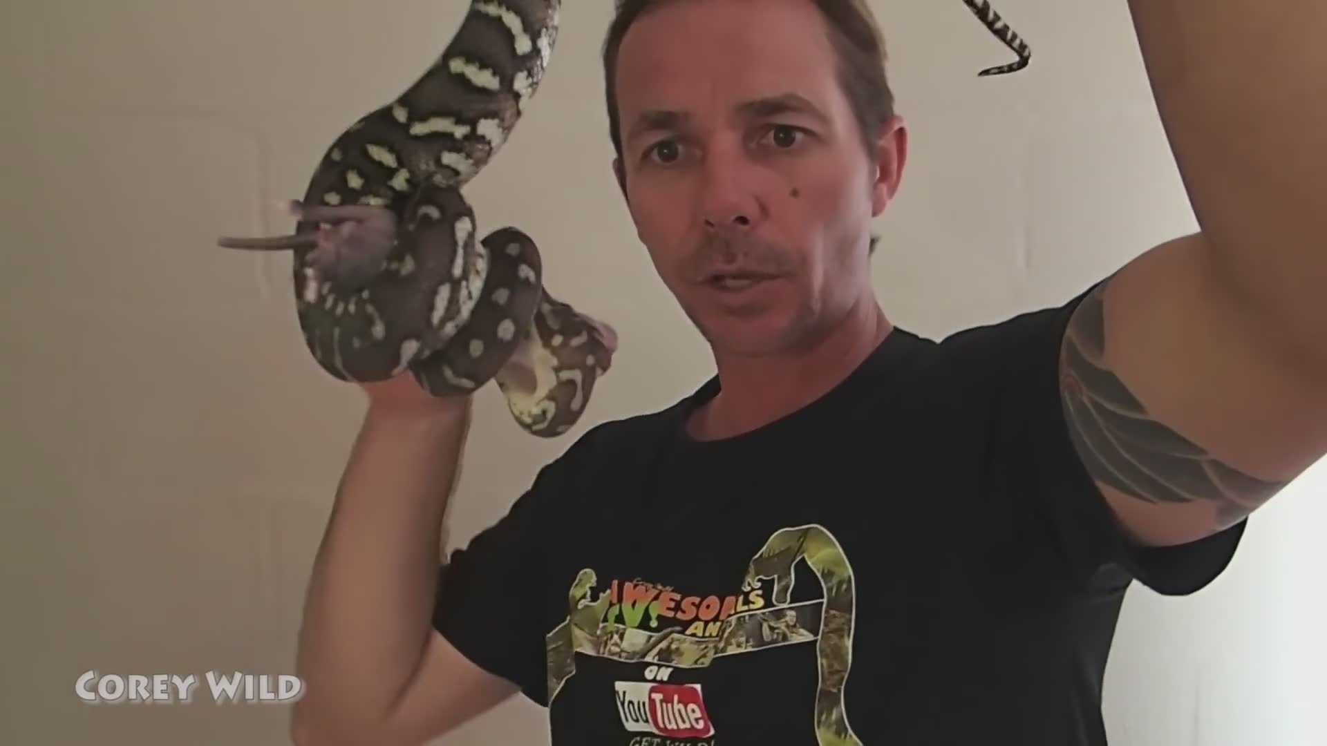 Witnessing python feeding behavior in the wild