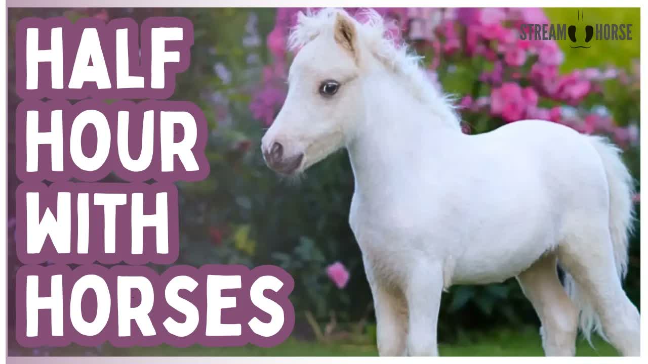30 Min Calming Horses for Nervous System Regulation 😌🐴 Anxiety Relief & Relaxation