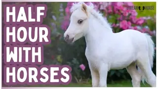 30 Min Calming Horses for Nervous System Regulation 😌🐴 Anxiety Relief & Relaxation