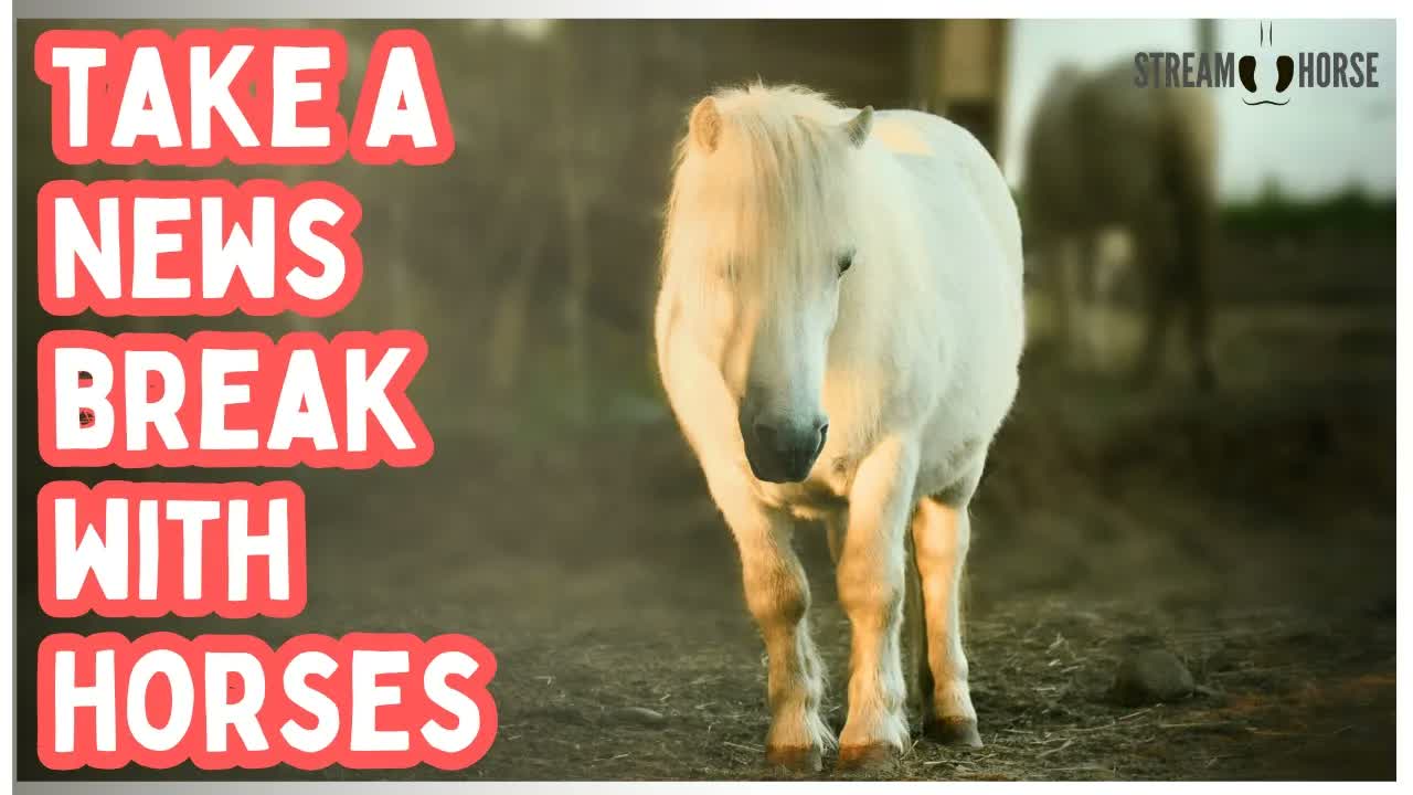 Cute Horses and Funny Pony Compilation 🐴😌 Relaxing & Wholesome Animal Moments