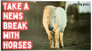 Cute Horses and Funny Pony Compilation 🐴😌 Relaxing & Wholesome Animal Moments