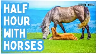 Inspiring Horses 4K 🐎✨ 30 Minutes of Beautiful Horses & Nature Landscapes for Relaxation