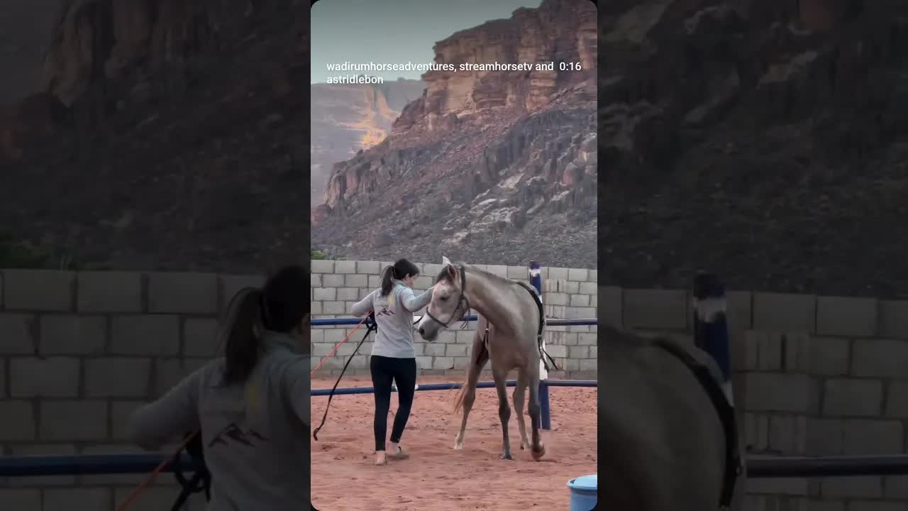 And here’s Sheikh’s Part 2. Groundwork, lunging, and then me on his back. 🐴