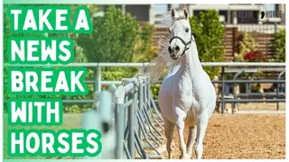 Relaxing Horse Compilation 🌿😁 Calming Nature Sounds for Stress Relief & Sleep