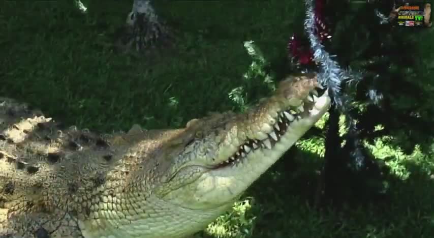 Witnessing dangerous crocodile encounters caught on camera
