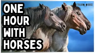 1 Hour Relaxing Horse Footage with Nature Sounds 🐎🌿 Peaceful Scenery for Stress Relief & Focus