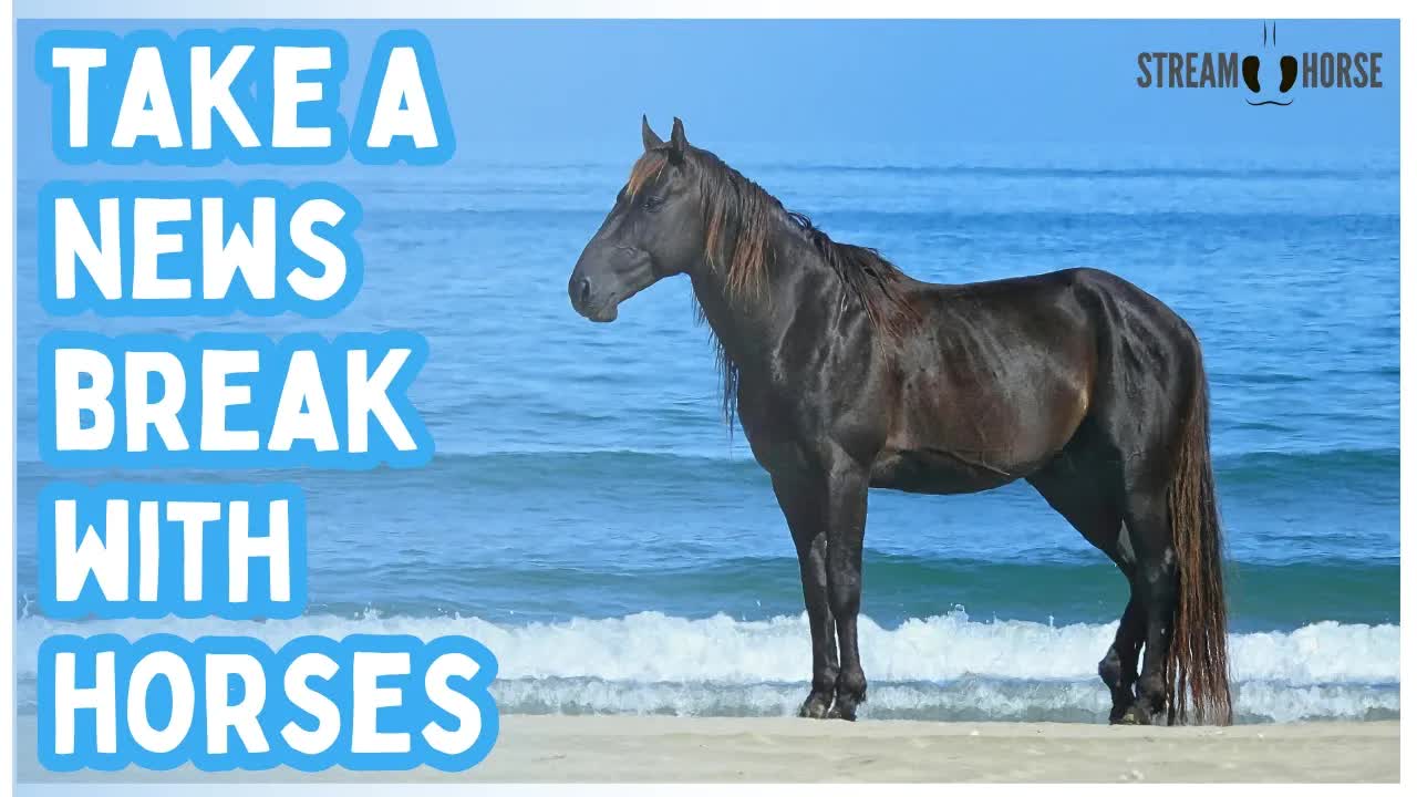 20 Minutes of Peaceful Horse Videos for Stress Relief & Anxiety😌 Relaxing Nature Escape