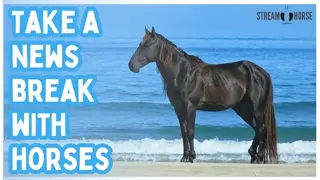20 Minutes of Peaceful Horse Videos for Stress Relief & Anxiety😌 Relaxing Nature Escape