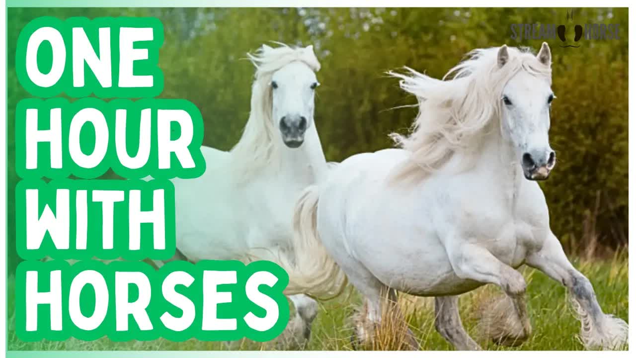 Horses & Scenic Nature 4K 🐴😍 1 Hour Cinematic Escape for Relaxation & Stress Relief