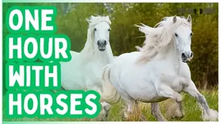 Horses & Scenic Nature 4K 🐴😍 1 Hour Cinematic Escape for Relaxation & Stress Relief