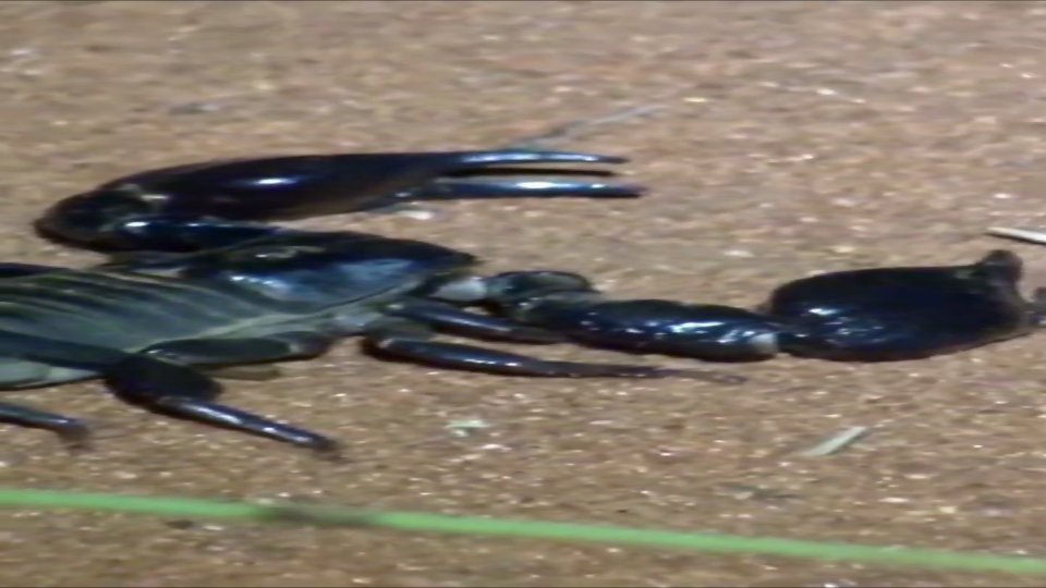 Discovering massive arachnid encounters during field research caught on camera