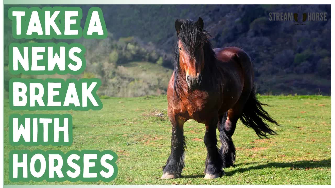 Relaxing Horse Compilation (20 Minutes) 🐎🌍 Stress Relief & Nature Sounds for Anxiety