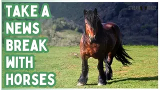 Relaxing Horse Compilation (20 Minutes) 🐎🌍 Stress Relief & Nature Sounds for Anxiety