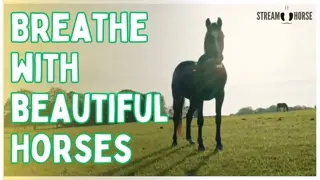 Relaxing Horse Compilation for Stress Relief & Meditation 🧘🐎 Calming Nature Sounds & Equine Visuals