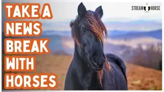 Beautiful Horses Around the World 🐎🌍 Relaxing Nature Compilation for Stress Relief After the News