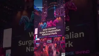 Stuck Pony Rescue, Australia Wild Horses & Nevada Racing Scandals 🐴🌎💥 Horse World Now