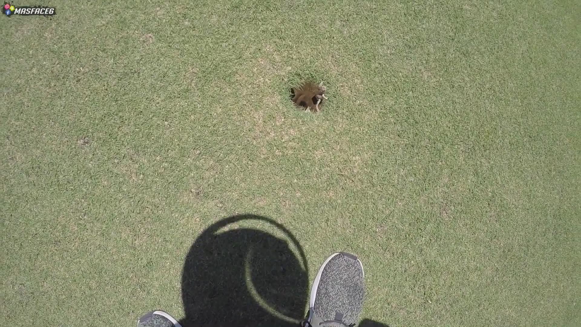 Unexpected frog resident found on course
