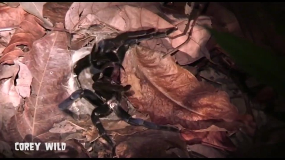 Witnessing enormous hairy tarantula species during field expedition