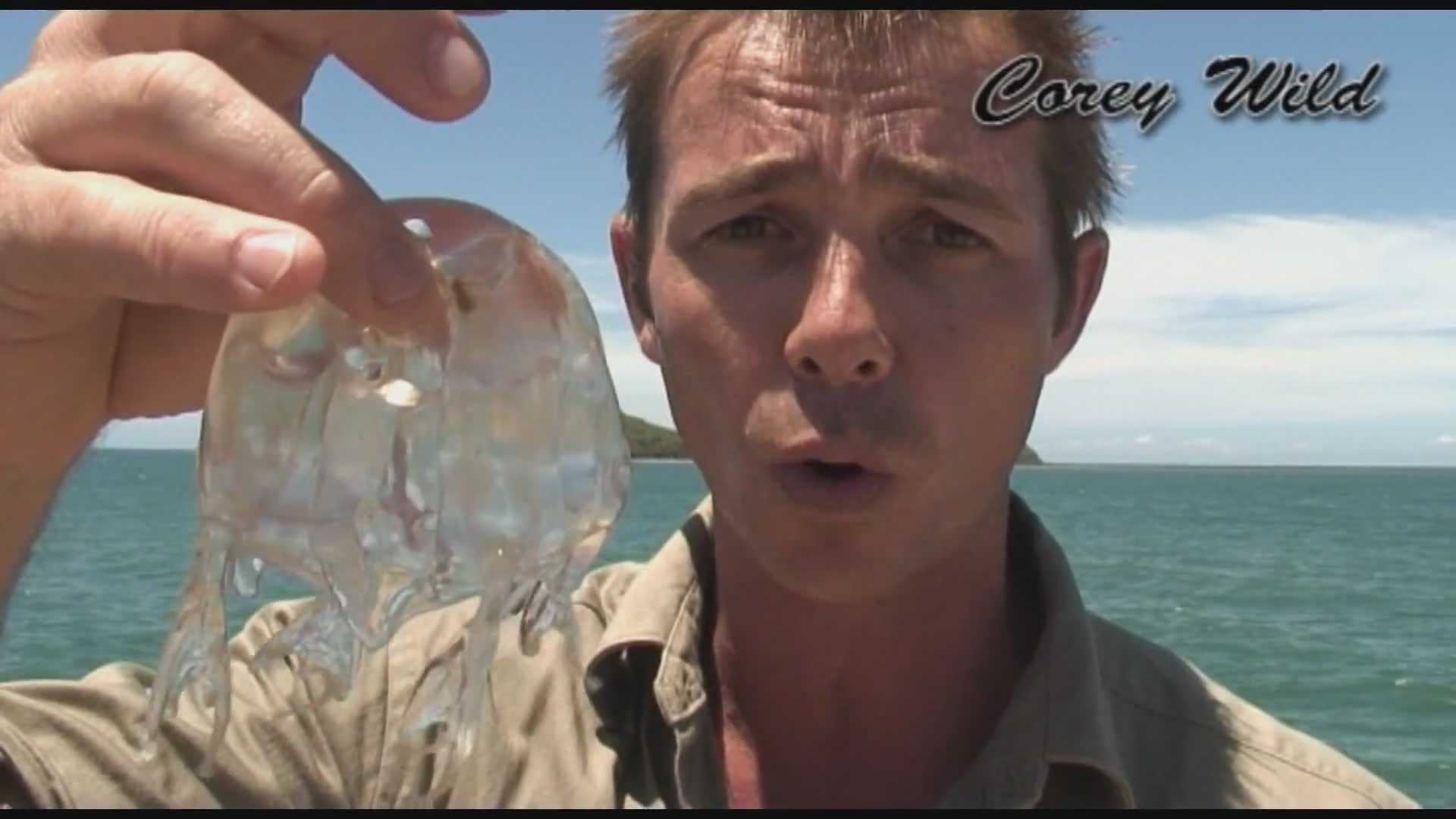 Discovering deadly box jellyfish species in tropical waters
