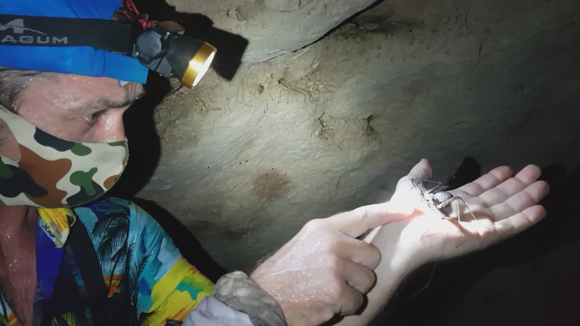 Discovering bizarre whip scorpion species in the wild